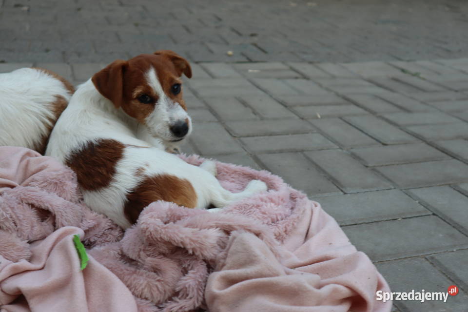 Jack Russell Terrier suczka rodowodowa ZKwP FCI Poznań sprzedam