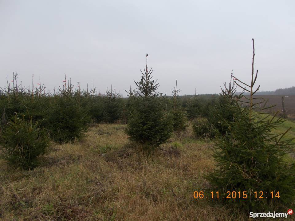 CHOINKI JODŁA ŚWIERK DONICZKA CIĘTY Rośliny sprzedam