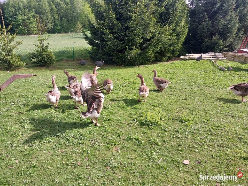 Sprzedam tuszki gęsi z własnego chowu Pławna Dolna
