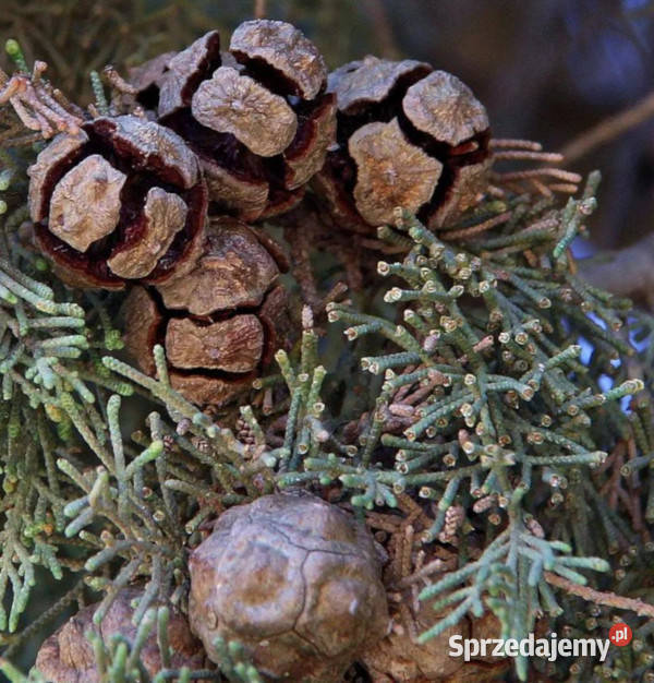 CYPRYS WIECZNIE ZIELONY Cupressus sempervirens Lubanie