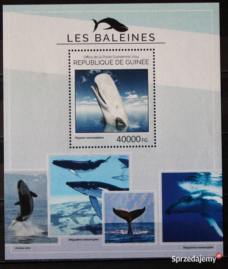 Gwinea Bissau bloki Oborniki
