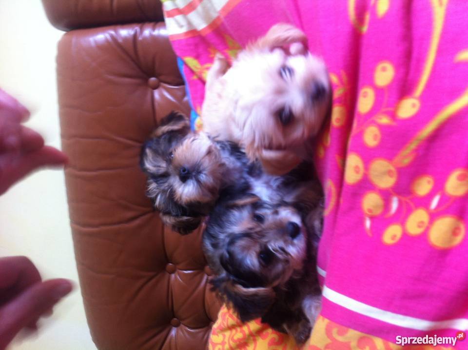 Śliczne i wyjątkowe białe Yorki Brzeg