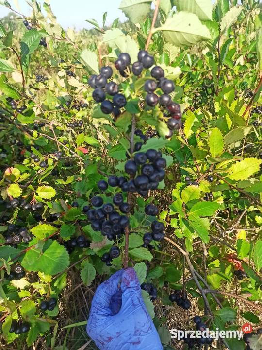 Aronia Owoce wysyłka Paczkamat kurier Zbiór Szczecin