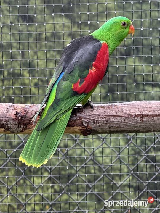 Sprzedam samca Krasnopiórka czerwonoskrzydła małopolskie Wieliczka sprzedam