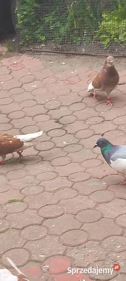 Sprzedam Orliki Nasielsk sprzedam