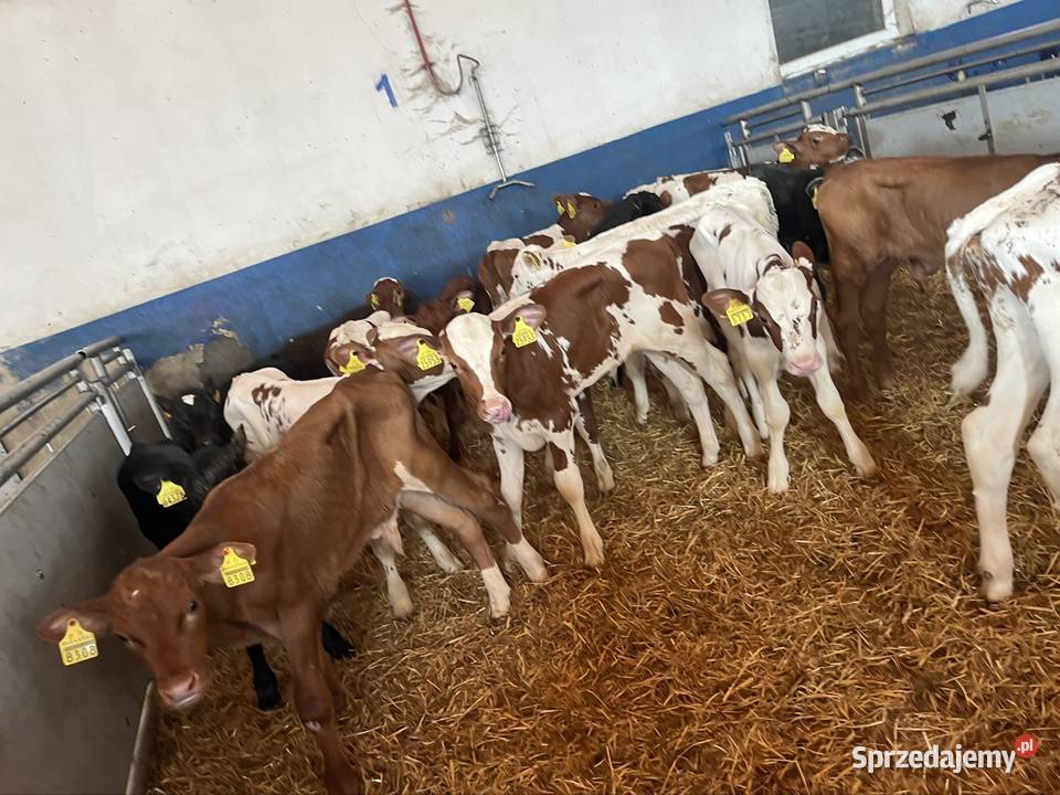 Sprzedam 19 byków Litwa numer do szefa 783073750 Kolno