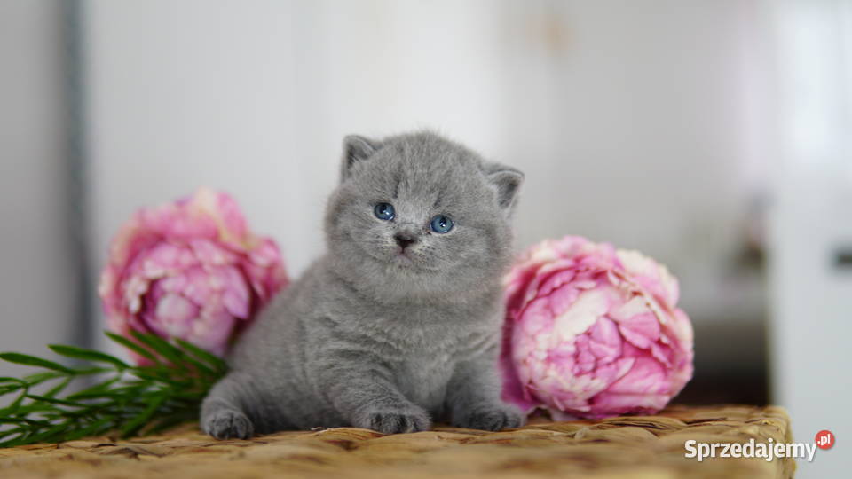Kot brytyjski Tik Tok cats Konin sprzedam
