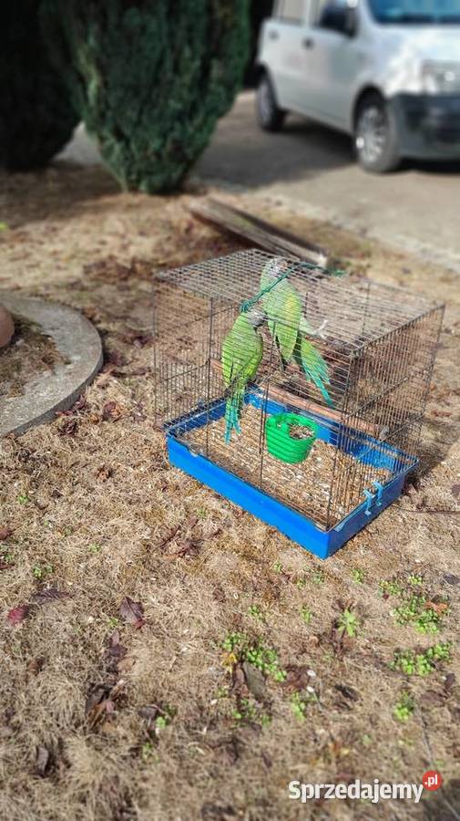 Sprzedam papugi Raków