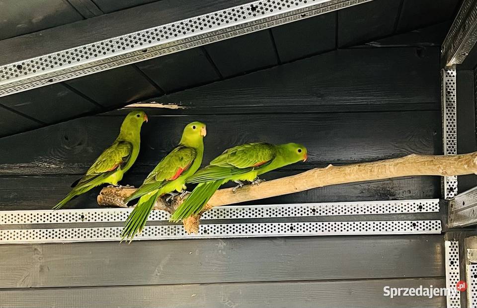 Krasnopiórki czerwonoskrzydłe 2025 r Mnich