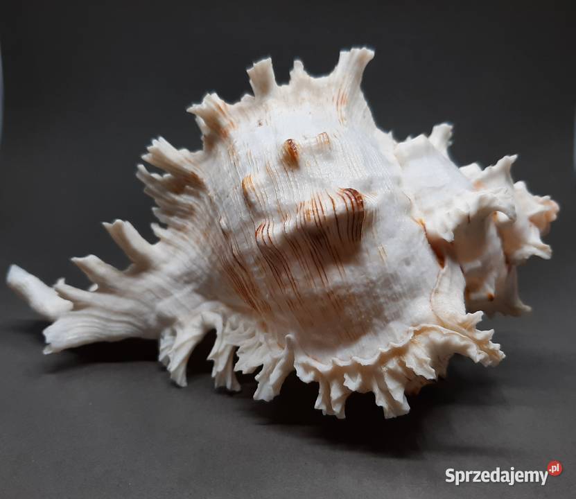 Muszla Rozkolec 1 jasny Duża Pozostałe Lublin sprzedam