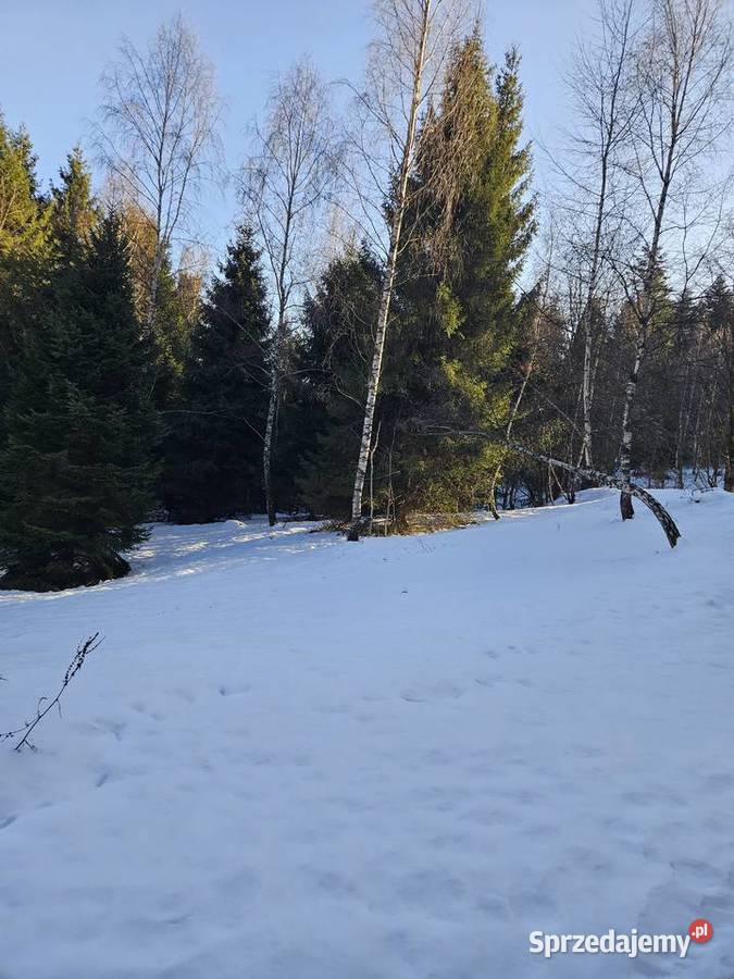 Wynajmę działki 3900m2 i 3300m2 w Górach Zawoja sprzedam
