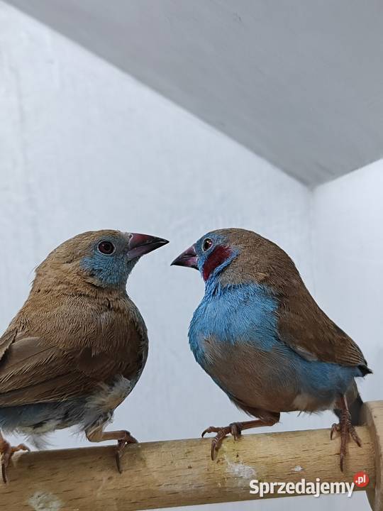 Motylik krasnouchy Astryld Astryldy para małopolskie