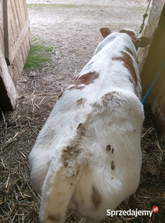 Jałoweczka do dalszego chowu Mzurowa