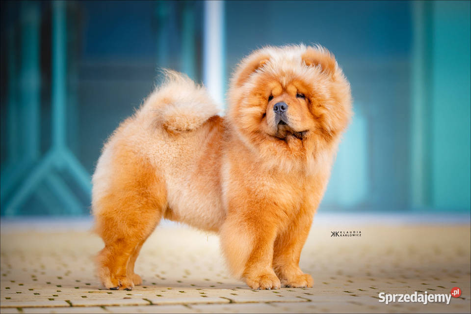 Chowchow z rodowodem badanych rodzicach Oświęcim
