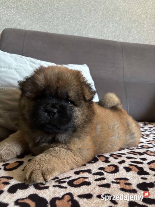Chow Chow Mrągowo