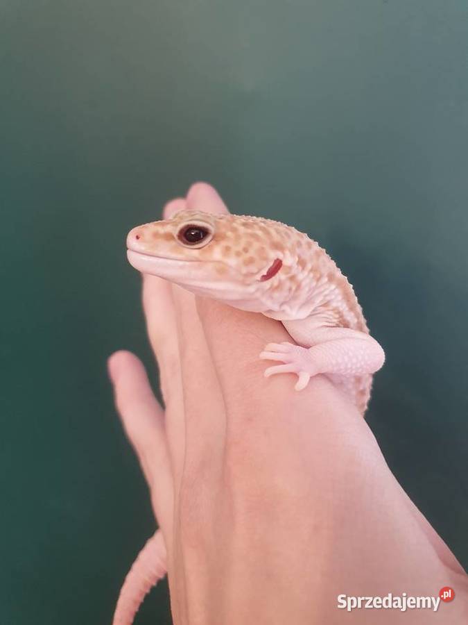 Gekon lamparci albino tremper Wrocław