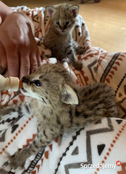 Serwal Afrykański Serval karmiony butelką