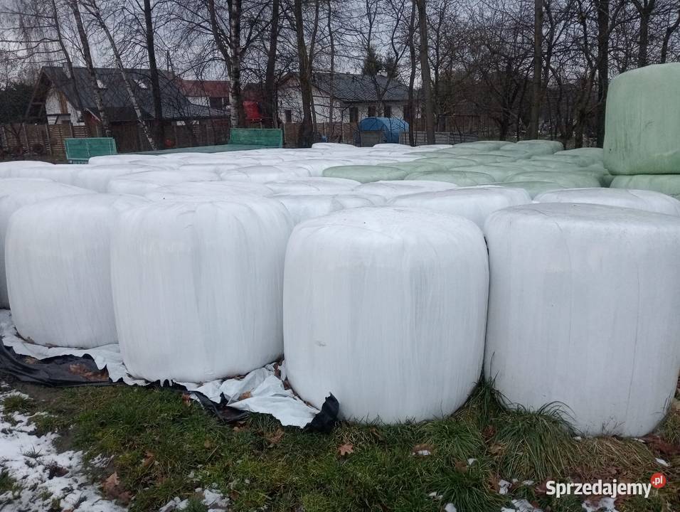 Sianokiszonka z trawy trawy z koniczyną grochu z Iwaniska sprzedam