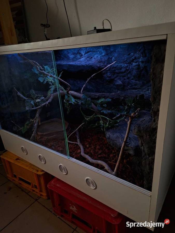 Boa constrictor razem z terrarium Pszczyna sprzedam