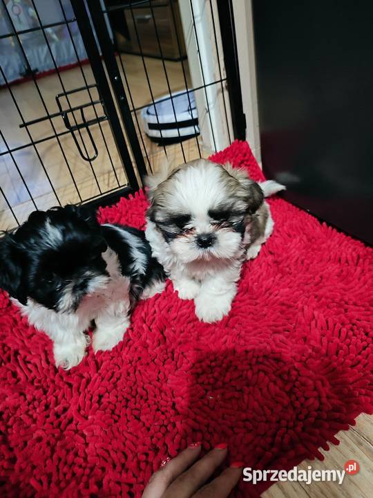 Shih tzu mazowieckie Zyck Polski