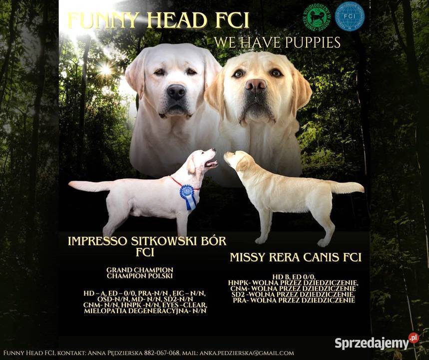 Labrador retriever ZKwPFCI szczeniak wolny Zwierzęta Toruń sprzedam