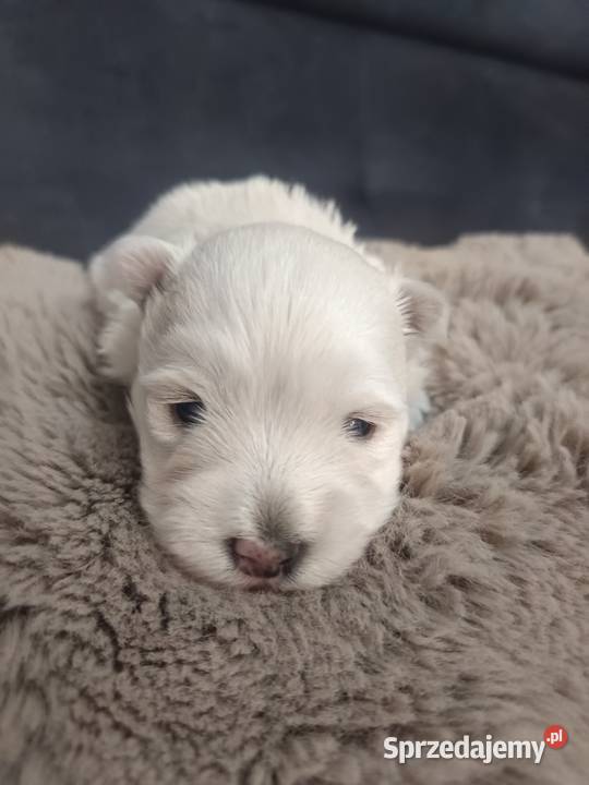 west highland white terrier suczka z rodowodami Dębica