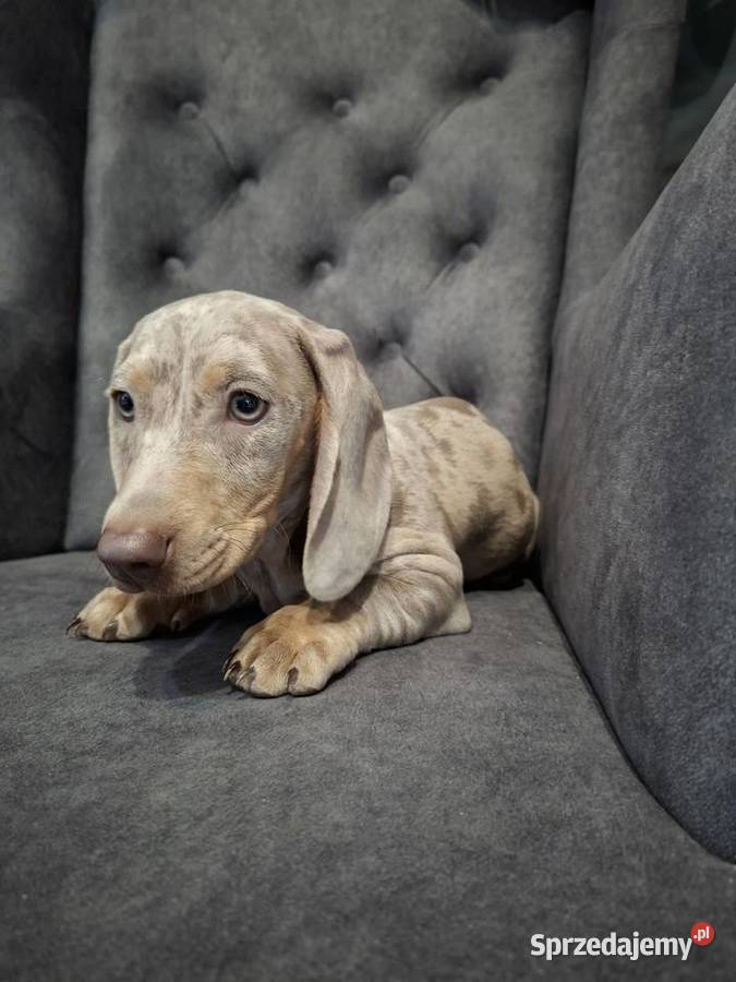 Jamnik lilac merle Jamnik mazowieckie Żyrardów