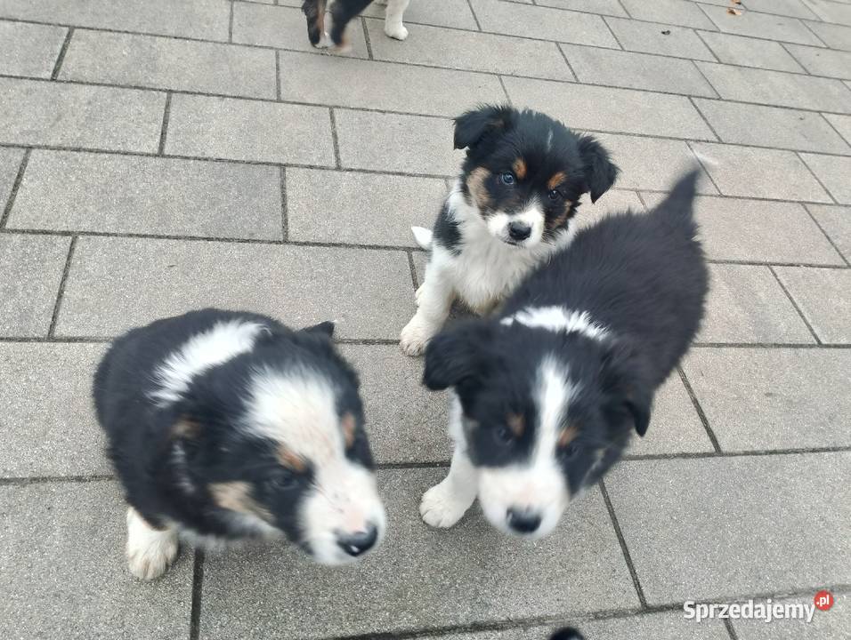 Border Collie wielkopolskie