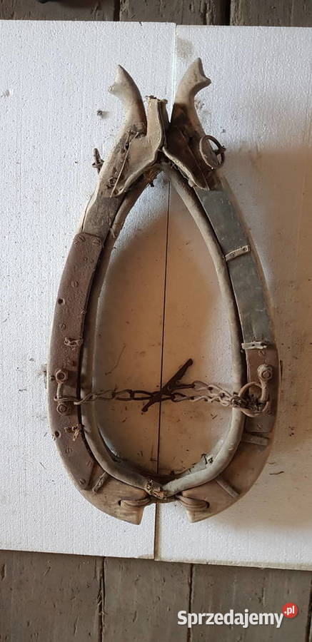 Homonto konia Zgorzelec