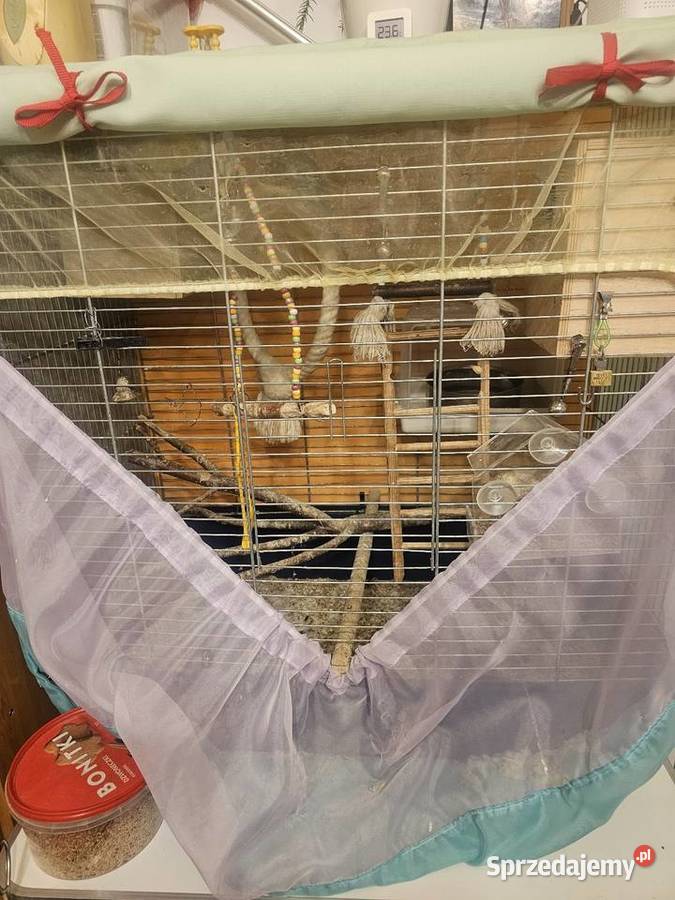 Papugi faliste z klatką i wyposażeniem Częstochowa