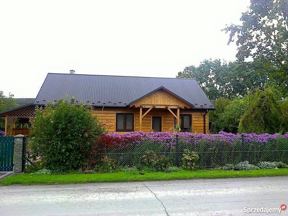 Aster krzaczastyMarcinekMichałek sadzonki Bidziny