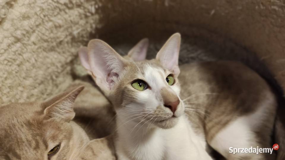 Kocurek orientalny z rodowodem Felis Polonia Warszawa