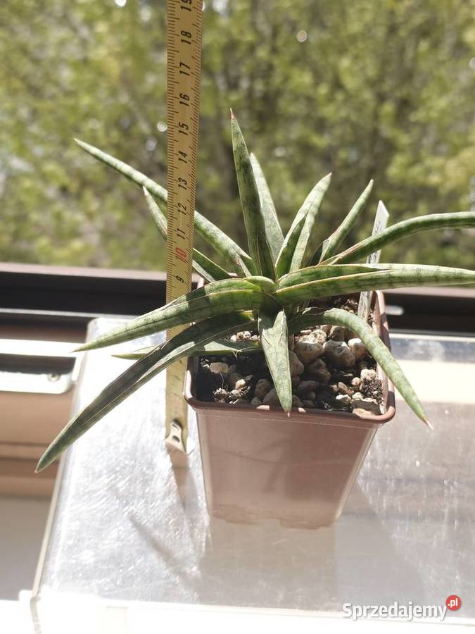 Sansevieria ballyi Tom Grumbley karłowata Warszawa