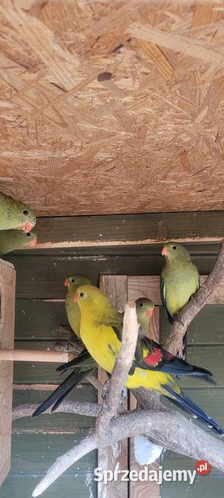 Para lęgowa papug górskich Ptaki Wieliczka