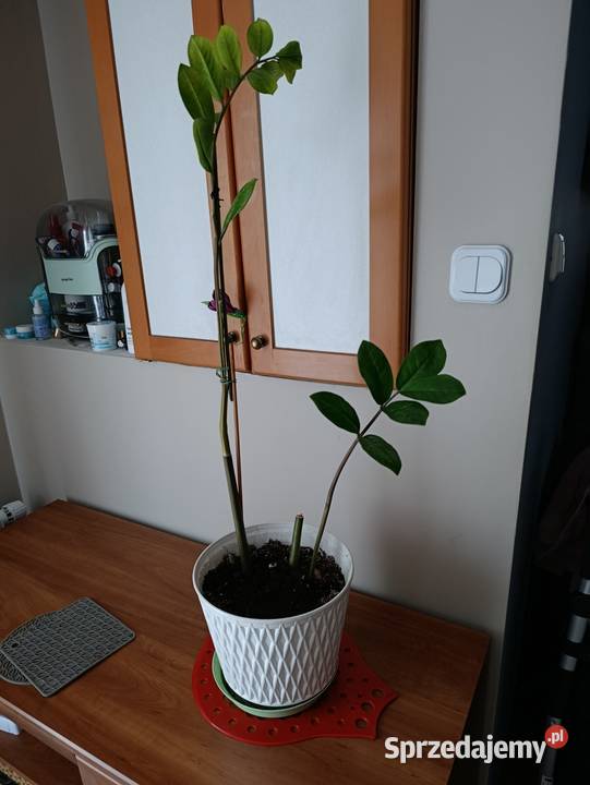 zamiokulkas zamiolistny sprzedam Poznań