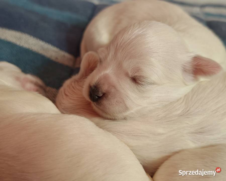 Maltańczyk piesek z domowej hodowli Węgierska Górka