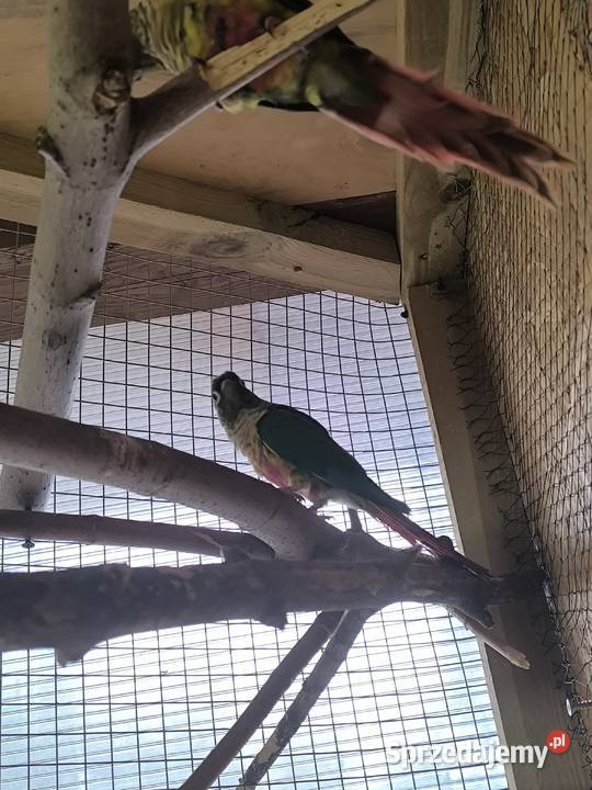 Rudosterki zielonolice opalin Rostarzewo