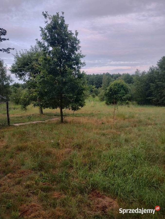 Udostępnie miejsce na wypas zwierząt Kanie-Stacja