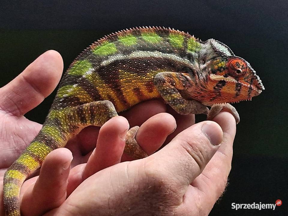 Kameleon lamparci odmiany lokalizacyjnej Sambava