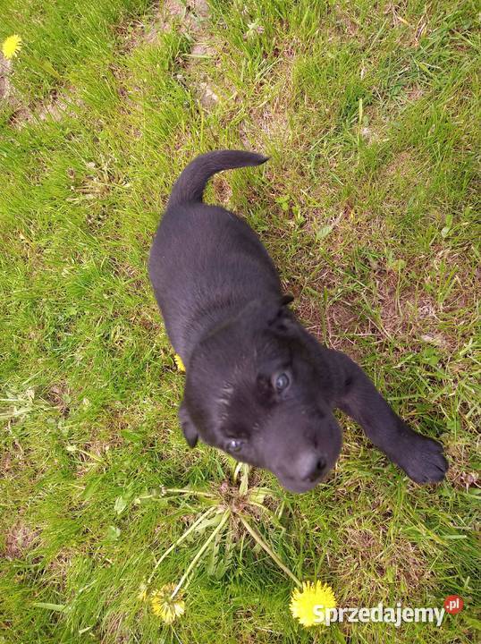 Szczeniaki LabradorHusky Zakliczyn