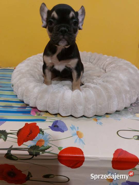 SuczkiPiesek buldog francuski Warszawy Buldog Płońsk