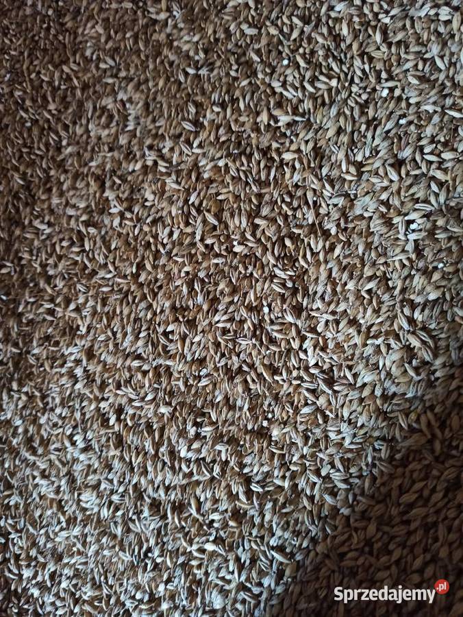 Jęczmień ozimy Piszczac