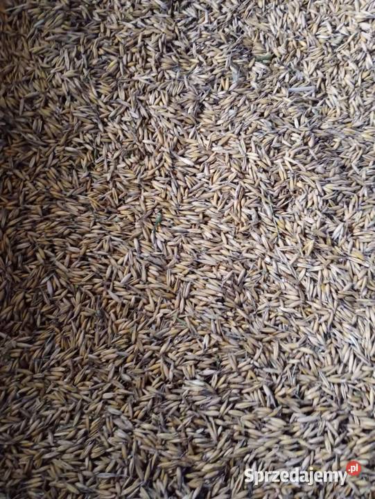 Owies Rambo 2024 świętokrzyskie