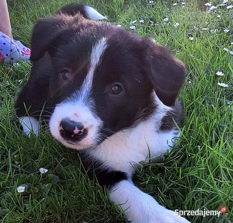 Suczka border collie do odbioru Jabłonka