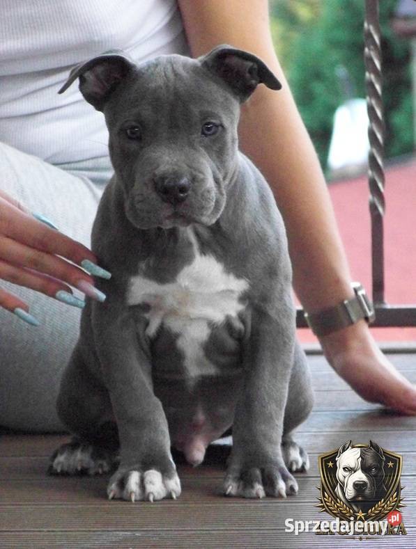 Amstaff Blue samiec R9