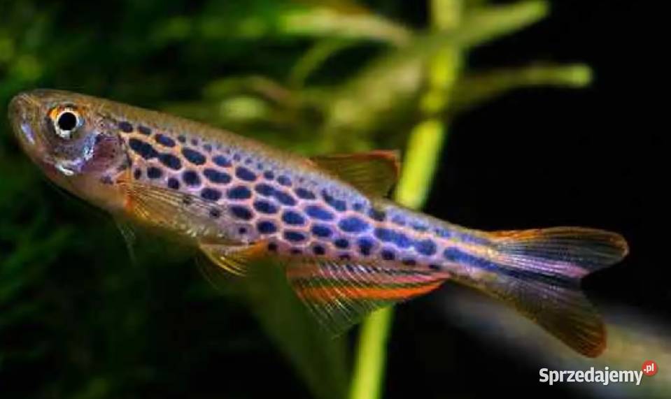 Danio birmański Danio kyathit WYSYŁKA NA KRAJ