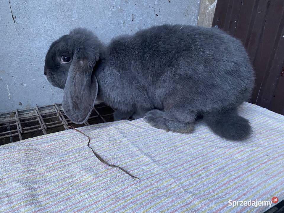 Króliki barany francuskie niebieskie samiczki Miechów
