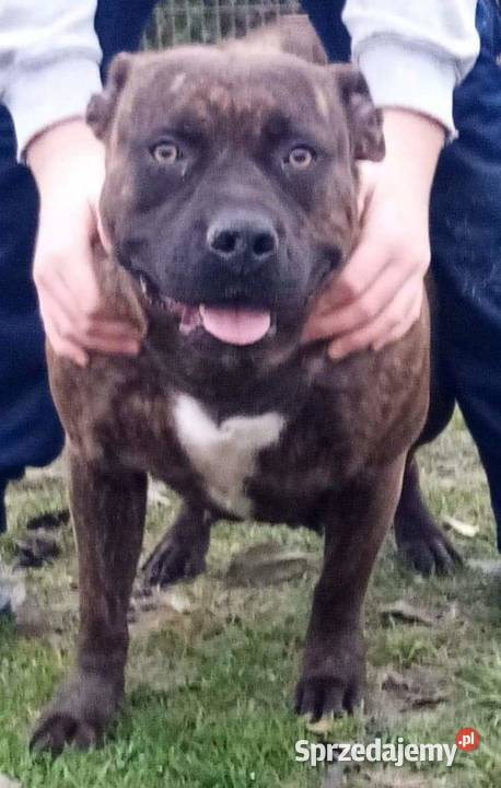 Sprzedam suczkę amstaffa Kleszczyn