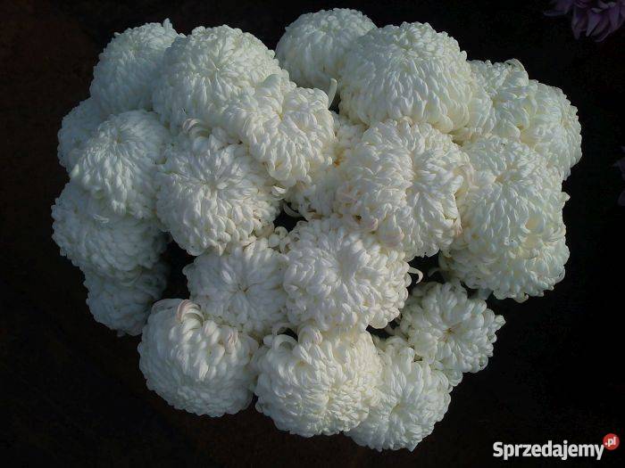 Chryzantemy wielkokwiatowe i średniokwiatowe Sandomierz