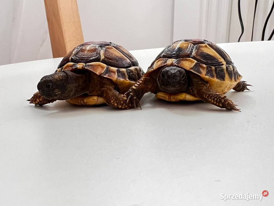 Żółw lądowy grecki obrzeżony mauretański Rzeszów sprzedam